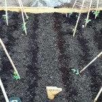 Raised beds. Image of peas growing