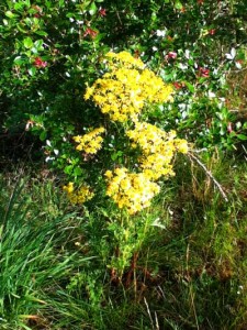 ragwort Image of a yellow poisonous weed in Galway, Ireland