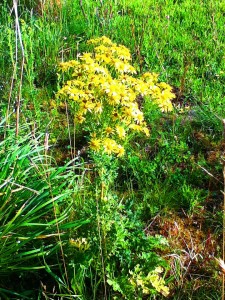 ragwort. Image of a yellow flowering plant and noxious weed