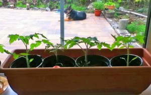 tomato plants illustrating raised bed garden