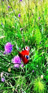 scabiosa - image of red butterfly on scabiosa flower