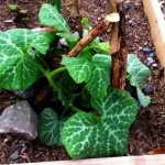     Cucumber plant in the raised bed.