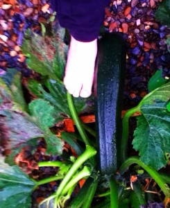 cougettes Image of a courgette and a foot