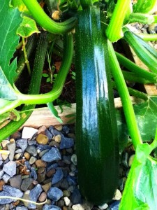 How to grow courgettes. Image of a courgette on a plant