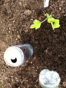 how to get rid of slugs image of can of beer