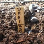 growing peas image of pea marker