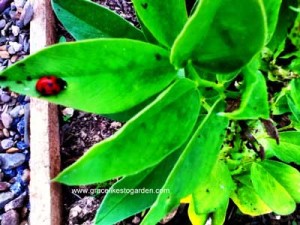 broad bean plant, ladybird, ants and greenfly