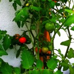 vine-tomatoes
