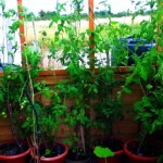 GROWING TOMATOES TALL PLANTS