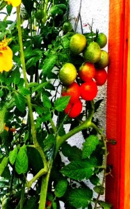 tomatoes-vine