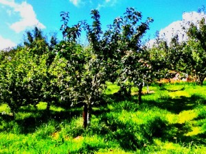 saving seeds. Traditional apple orchards
