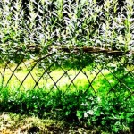 willow-fence
