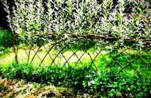 willow-fence