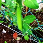 HARVESTING PEAS - IMAGE OF PEA POD HANGING FROM STALK