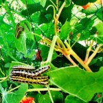 caterpillars 