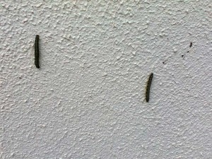Caterpilars. Image of caterpillars climbing up wall