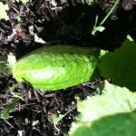 growing cucumber Image of cucumber hanging from plant