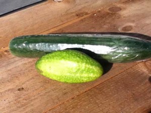 Growing cucumbers. Image of a homegrown and shop cucumber