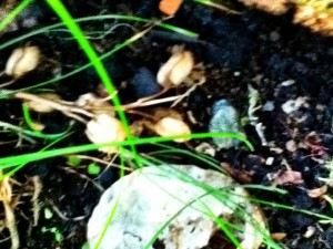 Wild mushrooms. Image of wild mushrooms