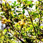World food day. Image of apple tree