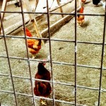 hens in metal cages