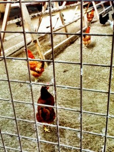 hens in metal cages illustrating a post about free range eggs