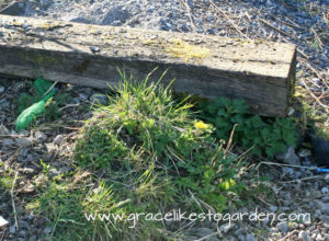nettles growing under a railway sleeper illustrating an article about how to make nettle tea for plants