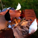 chickens-on-cardboard