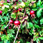 rosehip syrup