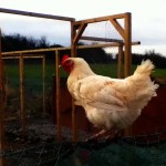 hen about to jump of a post