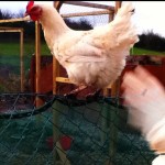 hen in flying off a fence