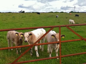 cows-behind-gate