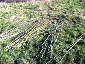 rods-of-willow
