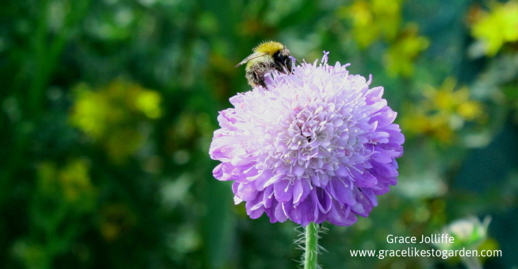 bee on a scabiosa flower