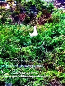 a white hen wandering through a briar patch