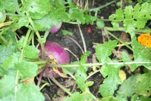 tipperary-turnip