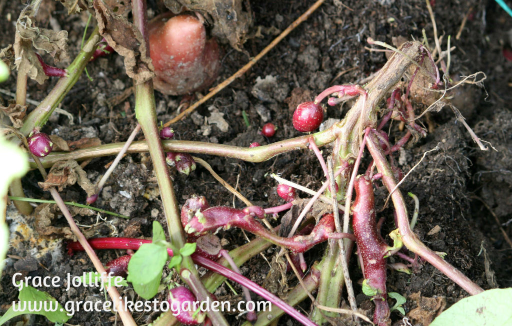 red-potato plant