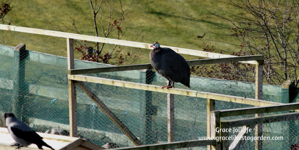 guinea hen perched on a fence