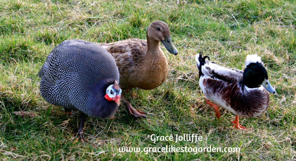 ducks and guinea hen walking in grass