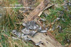 guinea hen feathers scattered in grass