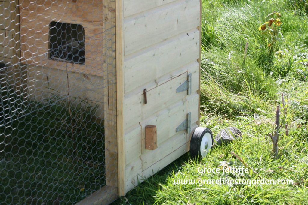 entrance to a chicken tractor with wheels