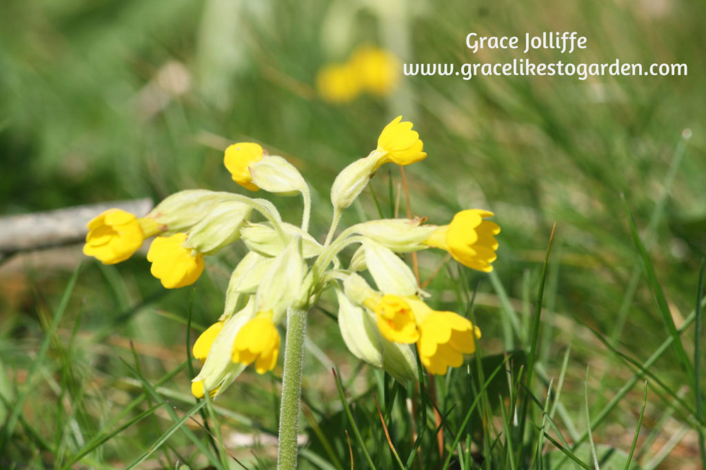 cowslip illustrating an article about cowslips growing along the Wild Atlantic Way