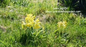 cowslips