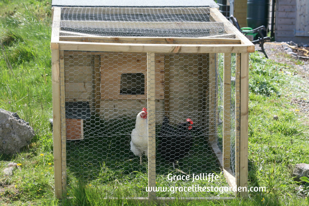 two hens in a chicken tractor - illustrating post about chicken tractors