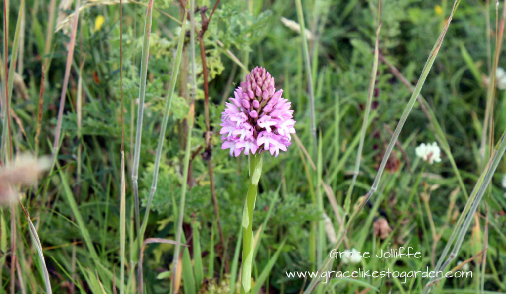 wild pink orchid illustrating an article about the flowers of the wild atlantic way