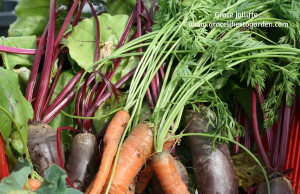 organic beetroot and carrots illustrating an article about glyphosate