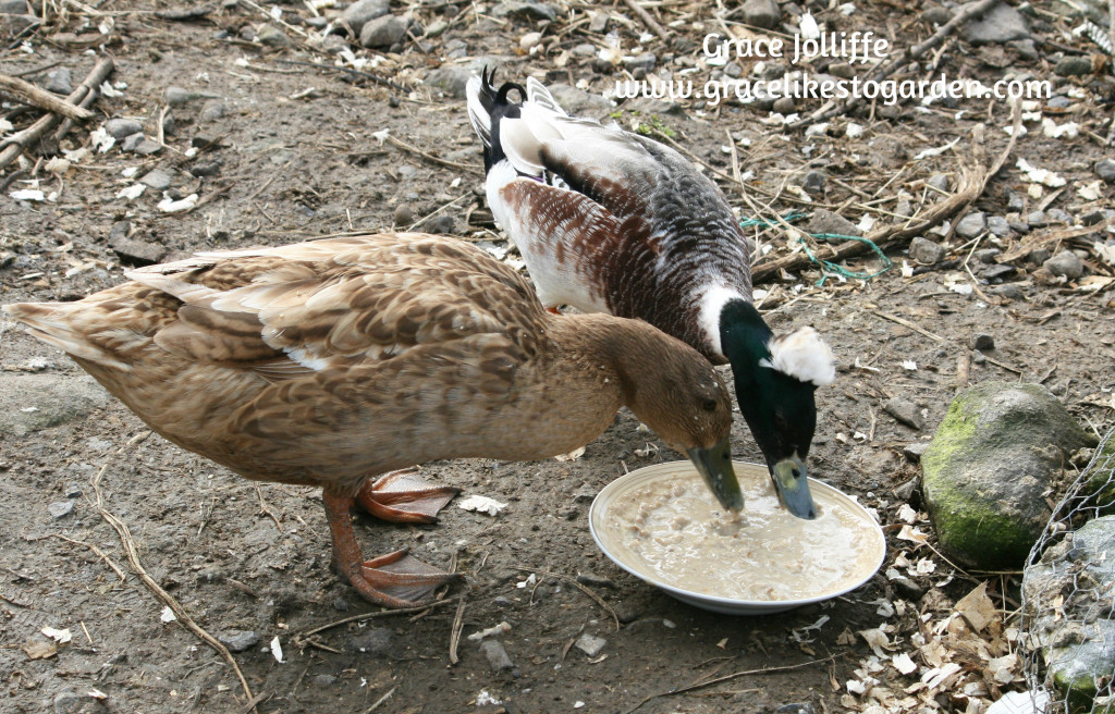 duck and drake eating porrige
