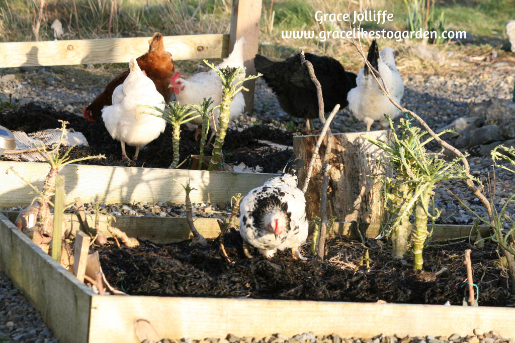 group of hens eating kale in a raised bed