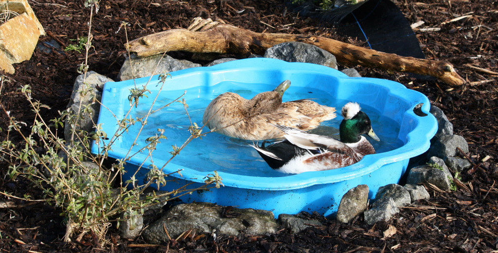 duck and drake swimming in a paddling-pool
