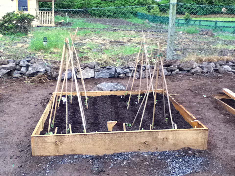 Image of Carrots in raised garden bed